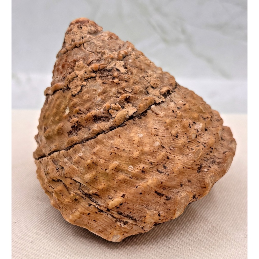Vintage Wavy Turban Snail Sea Shell Conical Heavy Wave Like Ridges Cali 1992